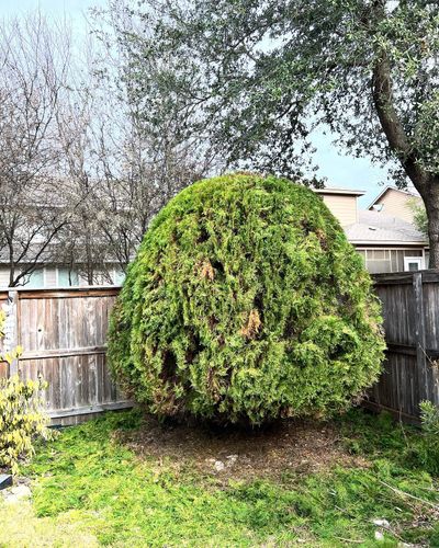 Shrub Trimming for CS LawnCare  in San Antonio,  TX