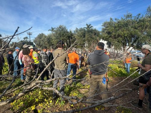 Property Beautification for The Tree Fairy in Julian, CA