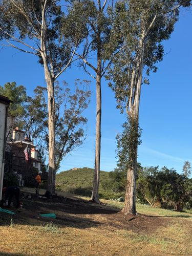 Tree Services for The Tree Fairy in Julian, CA