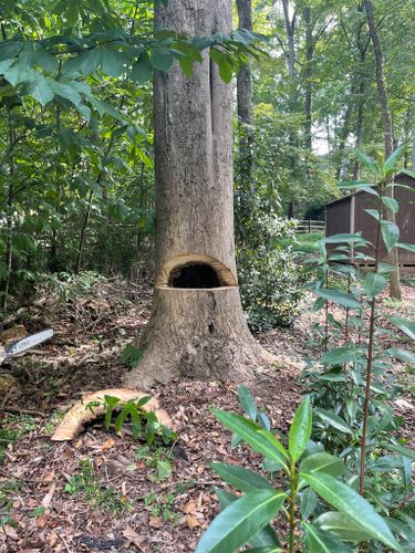 for Stem Tree Service in Belmont, NC