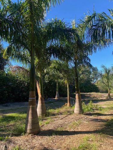 Landscape Design & Installation for Lawn Caring Guys in Cape Coral, FL