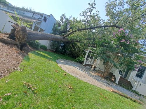 Tree Removal for Mario's Tree Service in Richmond, VA