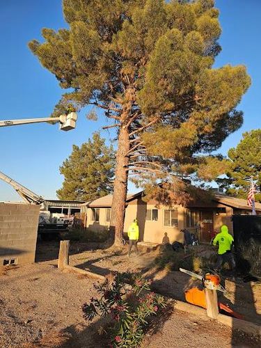 Tree Removal for T's Tree Service and Firewood in Apache Junction, AZ