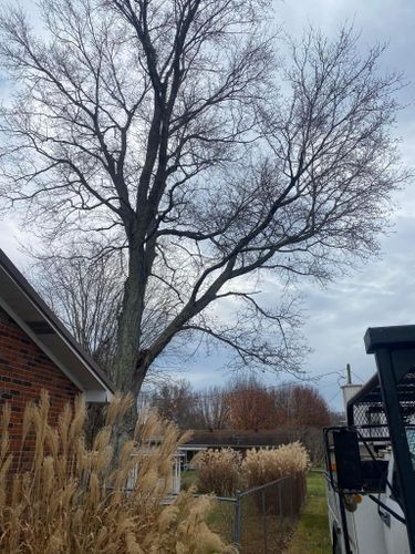 Fall and Spring Clean Up for Atwood’s Tree Care in Liberty,  KY