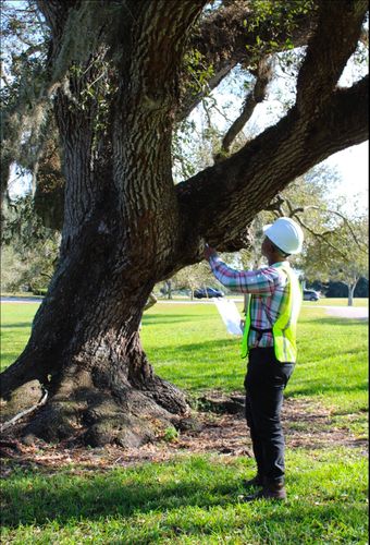 All Photos for Bridgewater Arbor Care LLC in Jupiter, FL