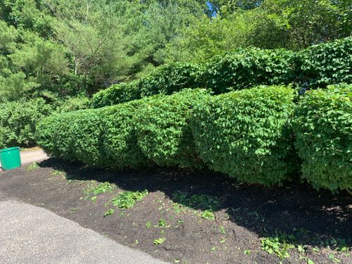 Hedge Trimming for Murray Mowing and More in Ashaway, RI