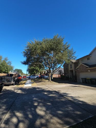 for Servin's Tree Care  in Houston, TX