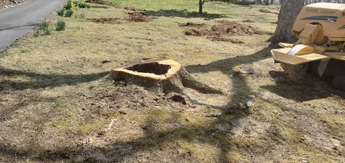 Stump Removal for W D Giampa Lawns and Landscape Inc. in Manassas, VA