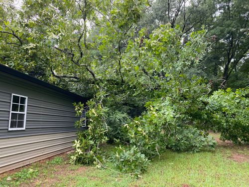 Tree & Debris Removal for Jason Scott Grading & Clearing in Williamson, GA