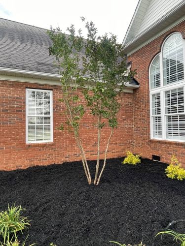 Tree & Shrub Care for Palmetto State Landscaping in Gaffney, SC
