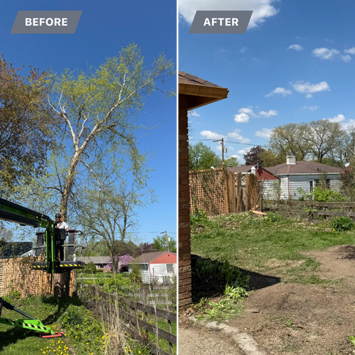 Tree Removal for Fransen's Tree Service  in Freeport, IL