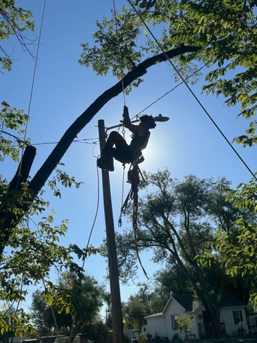 Tree Removal for Elevated Tree Care in Gillette, WY