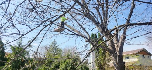 All Photos for Pro Tree Trim & Removal, Llc in Dayton, OH