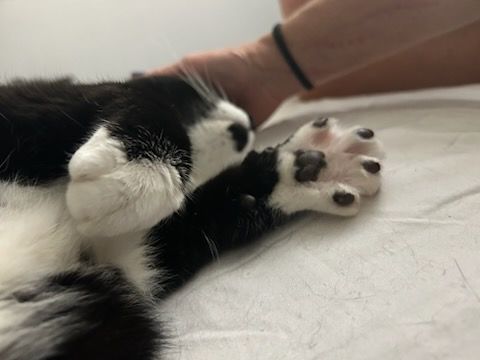 Animal Sanctuary for Sullivan Sanctuary of Maine in Brunswick, ME