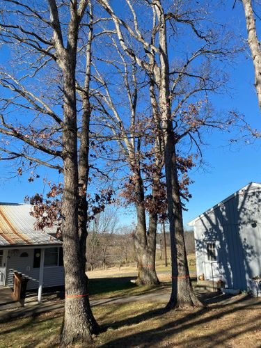 Fall and Spring Clean Up for Atwood’s Tree Care in Liberty,  KY