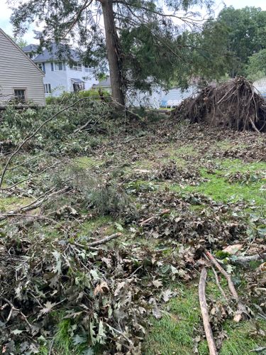 Tree Removal for Benjamin & Sons in Elmira, NY