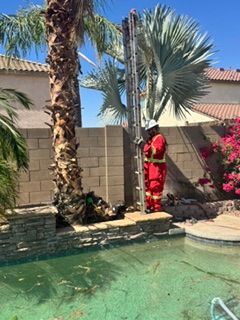 Tree Pruning for Patriot Tree Service in Mesa, AZ