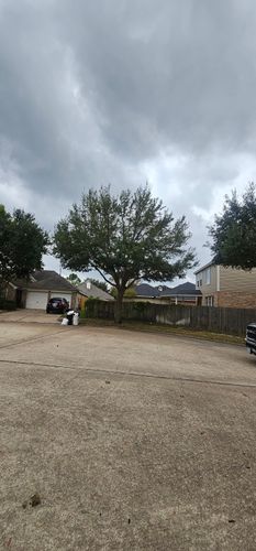  for Servin's Tree Care  in Houston, TX