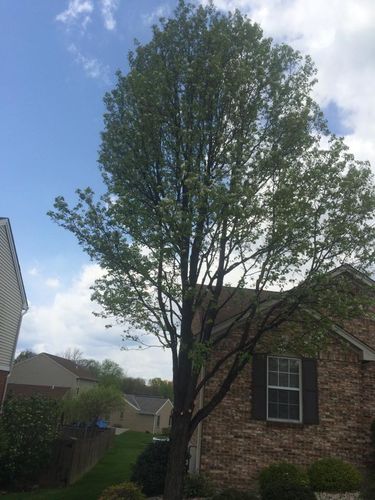 Pruning for Precision Tree Service, Inc. in Ryland Heights, KY