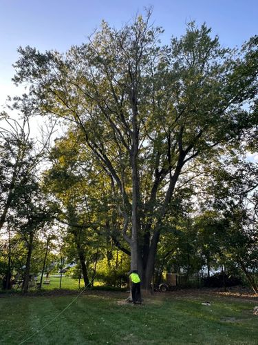 Tree Trimming for Firescape LLC in Lake Geneva, WI