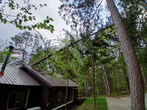  for Dan's Tree Service LLC in Bemidji, MN