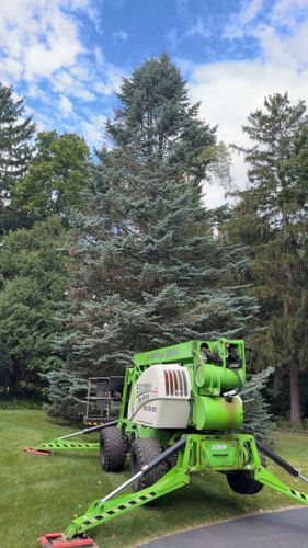 Tree Removal for Fransen's Tree Service  in Freeport, IL