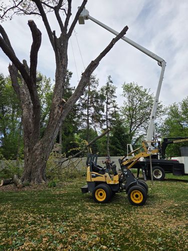 for O&O Tree Service in Rockford, IL
