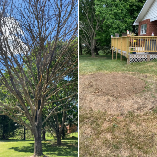All Photos for Gray's Tree Service  in Shenandoah County, VA