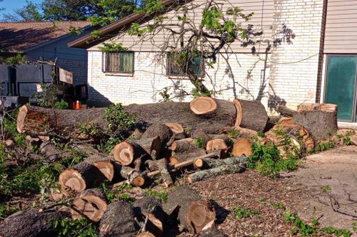 Tree Removal for Guzman's Landscaping Services in Austin, TX