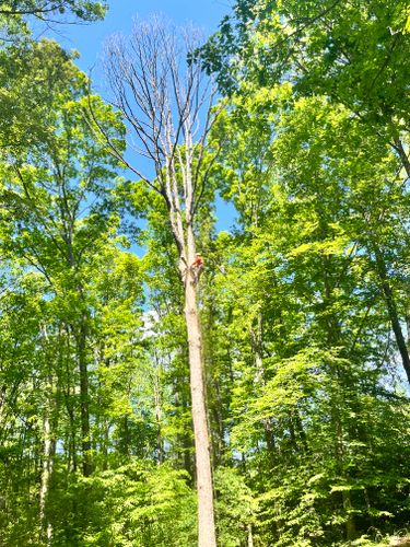  for Ricky's Tree Service & Property Care in Orange, VA