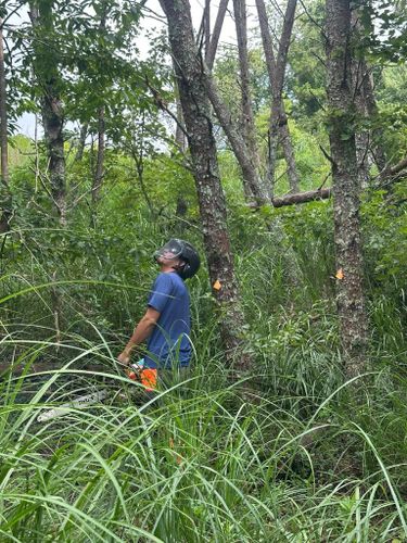 All Photos for Ramirez Tree Care in Elkin, NC