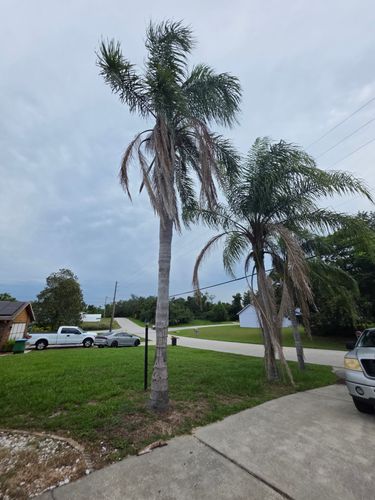 All Photos for Highlife Tree Care And Landscaping in Altamonte Springs, FL