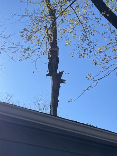 Tree Removal for Stinger Tree Service in Belleville, IL