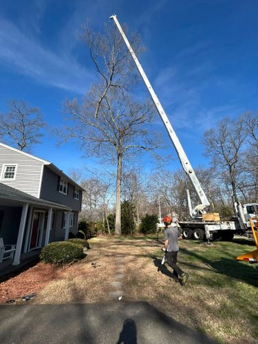 Dead Limb Removal for DC TREE in Vernon, CT