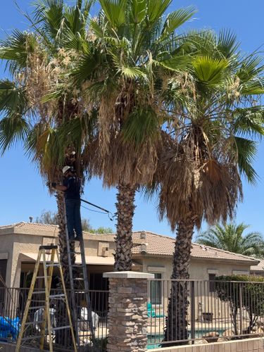 Tree Pruning for Patriot Tree Service in Mesa, AZ