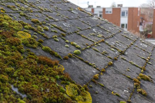 Roof Cleaning for Roose Paint & Restoration LLC  in Aberdeen, WA