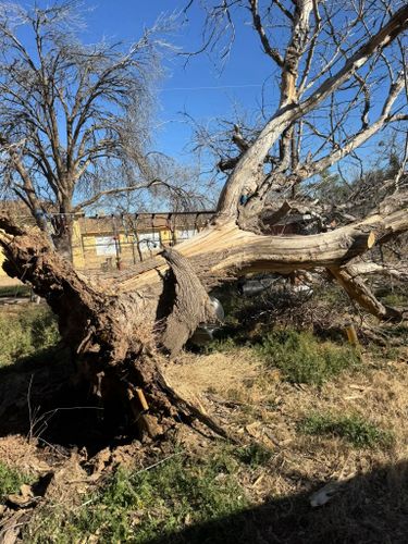Stump Removal for Lion In The Tree Trimming Service in Big Spring, TX