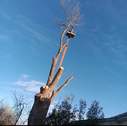 Tree Removal for Superior Lawn and Tree LLC in Clifton, TX