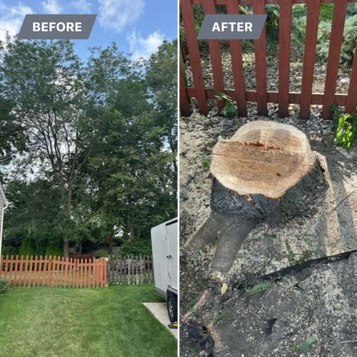 Tree Removal for Pro Tree Trim & Removal, Llc in Dayton, OH