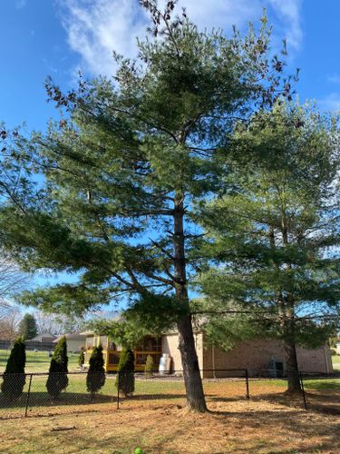 Fall and Spring Clean Up for Atwood’s Tree Care in Liberty,  KY