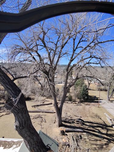  for Elevated Tree Care in Gillette, WY