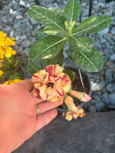 Plant Installation for Lawn Caring Guys in Cape Coral, FL