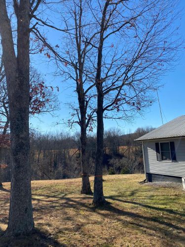 Tree Removal for Atwood’s Tree Care in Liberty,  KY