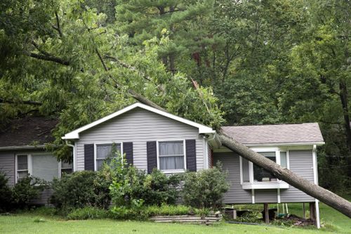  for Tree-B-Gone in Appleton, WI