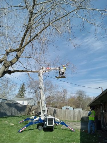 All Photos for Pro Tree Trim & Removal, Llc in Dayton, OH