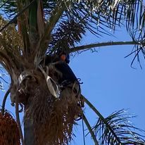 Fruit Tree Pruning for The Tree Fairy in Temecula, CA