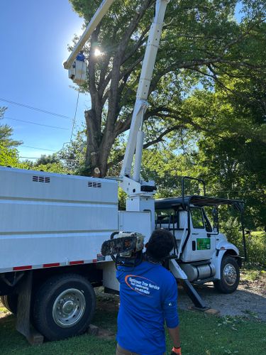 Tree Removal for Optimum Tree Service And Landscaping in Bowling Green, KY