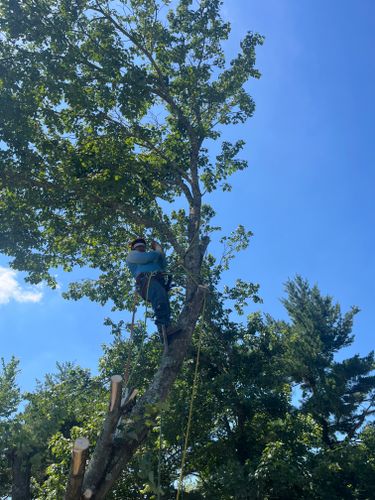  for Ricky's Tree Service & Property Care in Orange, VA