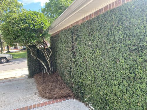 Shrub Trimming and Pruning for All-Star Lawn Care & Soft Washing in Mobile, AL