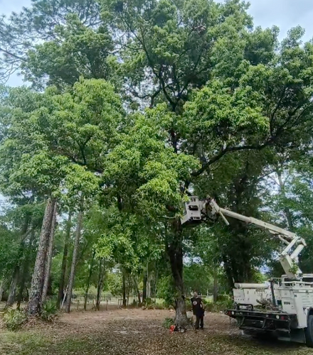 Tree Trimming & Removals for Aztec Land Destroyers LLC in Ocala, FL